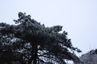雪覆松树