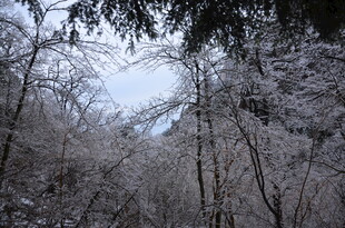 雪覆树林冬日美景