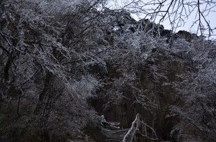 冬日覆雪山林景象