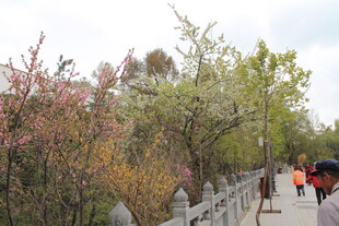 春日赏花小径上的行人