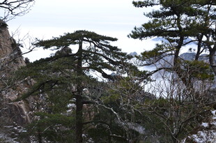 山间挺拔松树景观