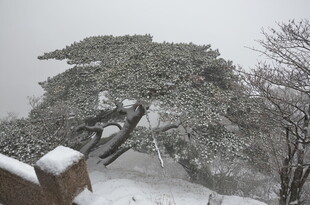 雪中松树与持枪者
