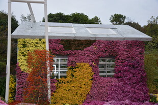 多彩植物墙装饰的小屋