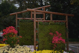 花园木质花架绿植花卉景