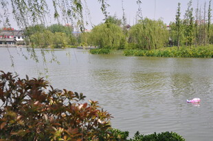 湖畔风光 绿植环绕的水域