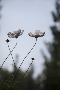 两朵绽放的美丽花朵