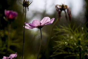 绽放的粉色波斯菊