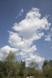 蓝天白云下的葱郁树林