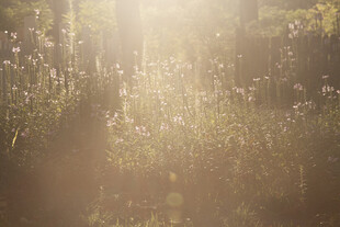 阳光洒落的梦幻花草世界