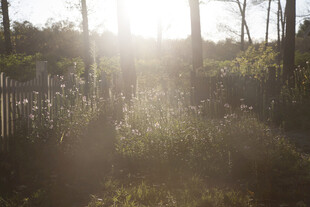 阳光洒落林间花草景致