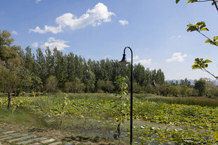 田园风光中的灌溉设施