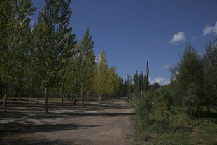 林间土路 秋日静谧风光