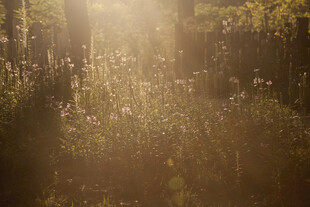 林间晨光洒下的静谧美景