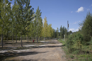 林间土路 清新自然景致