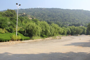 郊外开阔道路旁绿树成荫