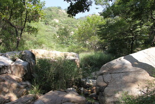 山间石景与繁茂绿植