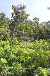 茂密森林绿意盎然