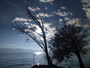 海边暮色中的孤树与光影