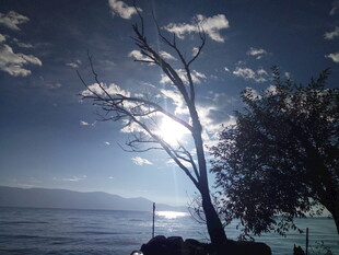 海边孤树迎光而立