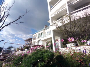 现代建筑旁的缤纷花卉景观