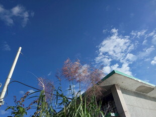 蓝天绿植旁的建筑一角