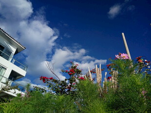 蓝天繁花旁的现代建筑