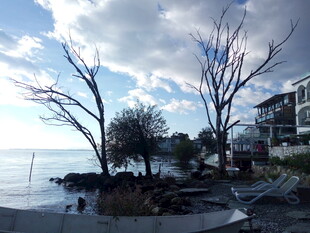 湖畔枯树旁的宁静景致