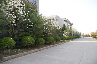 整洁道路旁的绿植景观