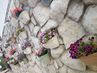 石墙上的多彩盆栽花卉