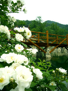 白蔷薇旁的木质小桥