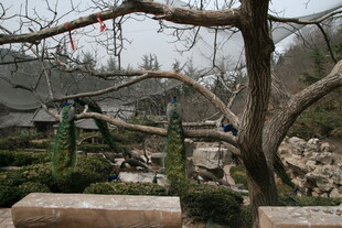 中式园林景观一角