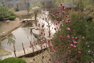 河畔繁花盛开的美丽景致