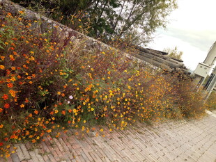 秋日墙边绚烂植物景致