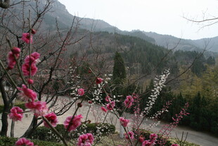 山间绽放的艳丽桃花