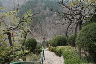 山间小径旁的绿植景观