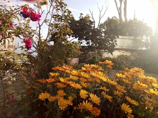 秋日花园中的多彩花卉