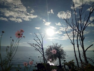 海边日出下的枯树与繁花