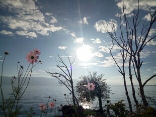 海边日出下的花草树木