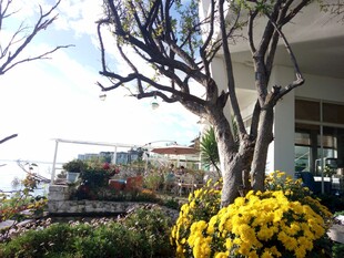 庭院中的繁花与枯树景观