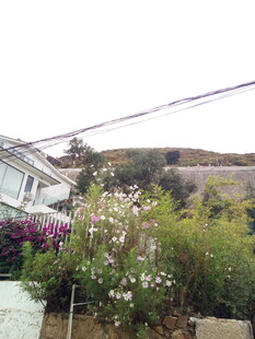 庭院繁花盛开的美丽景致