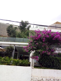 庭院中绽放的艳丽三角梅