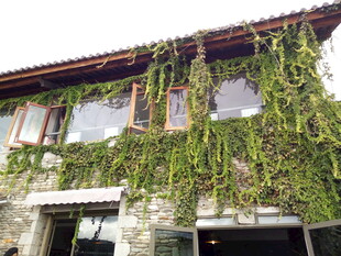 爬满藤蔓的古朴建筑