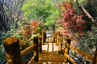 林间木栈道的自然美景