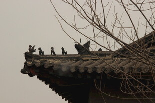 古屋檐上的鸟儿栖息景