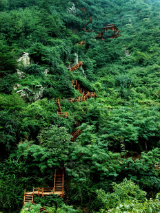 山间木质栈道隐于绿意中