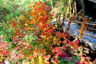 秋日林间木桥旁斑斓景致