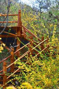 秋日山林中的木质观景栈道