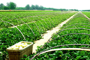 草莓种植园的丰收景象