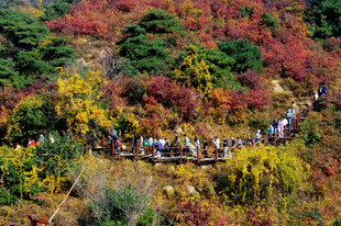 秋日山林中的徒步人群