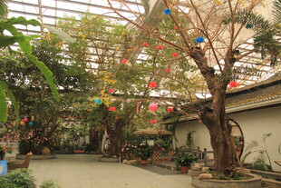 庭院中装饰多彩灯笼的树